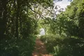 The hill, the woods and the weeds
